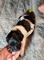 AKC & UKC girl, a female French Brittany for sale in Houstonia, MO – 2 of 7