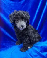 AKC Tiny Silver Boy, a male Poodle - Toy  for sale in Houstonia, MO – 2 of 9