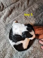 AKC & UKC boy 5, a male French Brittany for sale in Houstonia, MO – 8 of 8