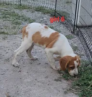 AKC/UKC Annie's girl 6, a female French Brittany for sale in Houstonia, MO – 4 of 9