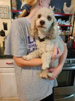 AKC Merle Parti Girl, a female Poodle - Miniature  for sale in Houstonia, MO – 8 of 8