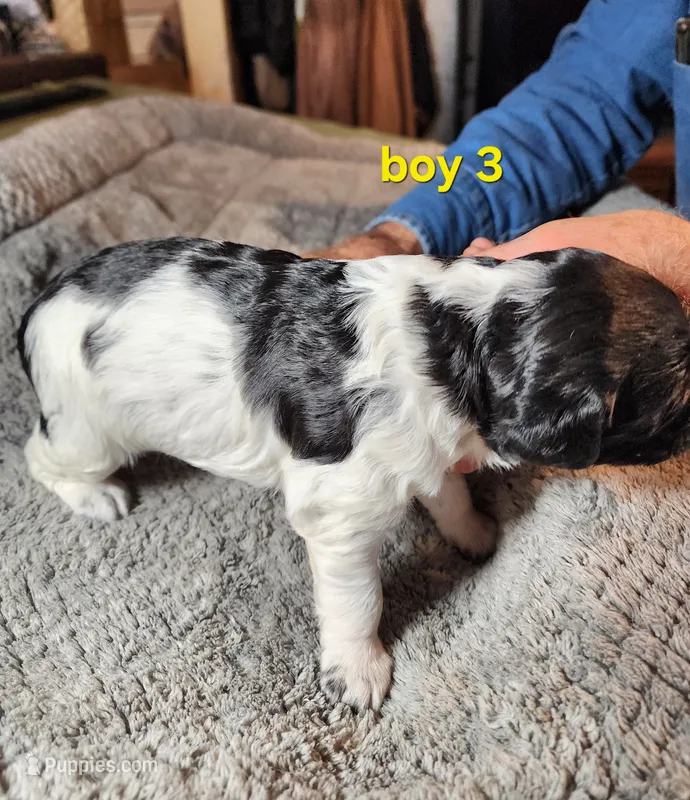 AKC & UKC boy 3, a male French Brittany for sale in Houstonia, MO – 1 of 5