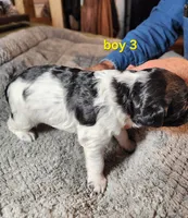 AKC & UKC boy 3, a male French Brittany for sale in Houstonia, MO – 1 of 5