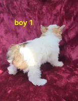 AKC Yorkie Boy 1, a male Yorkshire Terrier for sale in Houstonia, MO – Photo 4 of 9