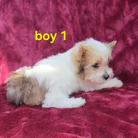 AKC Yorkie Boy 1, a male Yorkshire Terrier for sale in Houstonia, MO – Photo 6 of 9