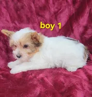 AKC Yorkie Boy 1, a male Yorkshire Terrier for sale in Houstonia, MO – Photo 2 of 9
