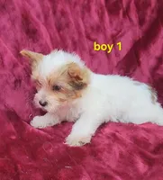 AKC Yorkie Boy 1, a male Yorkshire Terrier for sale in Houstonia, MO – Photo 1 of 9