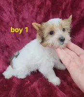 AKC Yorkie Boy 1, a male Yorkshire Terrier for sale in Houstonia, MO – Photo 5 of 9