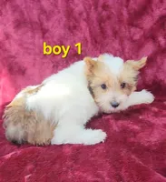 AKC Yorkie Boy 1, a male Yorkshire Terrier for sale in Houstonia, MO – Photo 3 of 9
