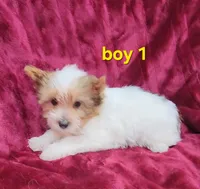 AKC Yorkie Boy 1, a male Yorkshire Terrier for sale in Houstonia, MO – Photo 8 of 9