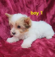 AKC Yorkie Boy 1, a male Yorkshire Terrier for sale in Houstonia, MO – Photo 9 of 9