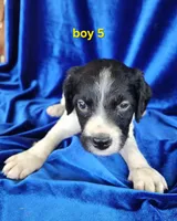 AKC French Brittany boy 5, a male French Brittany for sale in Houstonia, MO – 3 of 8