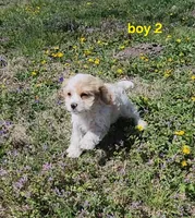 Cavapoo boy 2, a male Cavapoo for sale in Houstonia, MO – Photo 2 of 10