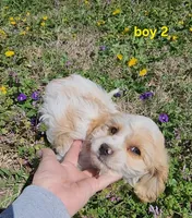 Cavapoo boy 2, a male Cavapoo for sale in Houstonia, MO – Photo 7 of 10