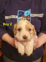 Cavapoo boy 2, a male Cavapoo for sale in Houstonia, MO – Photo 2 of 6