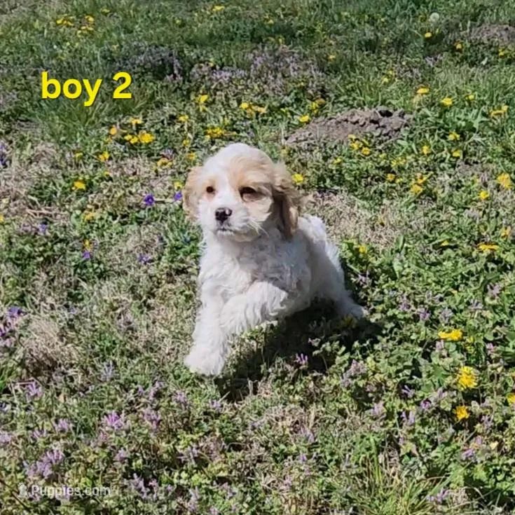 Cavapoo boy 2 – Cavapoo puppy for sale in Houstonia, MO