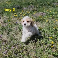 Cavapoo boy 2, a male Cavapoo for sale in Houstonia, MO – Photo 1 of 10