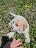 Cavapoo boy 2, a male Cavapoo for sale in Houstonia, MO – Photo 8 of 10