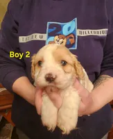 Cavapoo boy 2, a male Cavapoo for sale in Houstonia, MO – Photo 1 of 6
