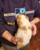 Cavapoo boy 2, a male Cavapoo for sale in Houstonia, MO – Photo 3 of 6