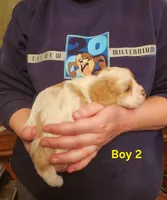 Cavapoo boy 2, a male Cavapoo for sale in Houstonia, MO – Photo 4 of 6