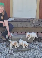 Cavapoo boy 2, a male Cavapoo for sale in Houstonia, MO – Photo 10 of 10