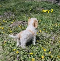 Cavapoo boy 2, a male Cavapoo for sale in Houstonia, MO – Photo 4 of 10