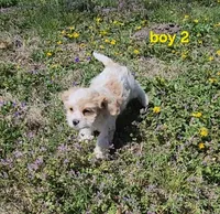 Cavapoo boy 2, a male Cavapoo for sale in Houstonia, MO – Photo 3 of 10