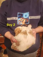 Cavapoo boy 2, a male Cavapoo for sale in Houstonia, MO – Photo 6 of 6