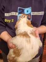 Cavapoo boy 2, a male Cavapoo for sale in Houstonia, MO – Photo 5 of 6