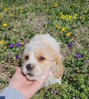 Cavapoo boy 2, a male Cavapoo for sale in Houstonia, MO – Photo 6 of 10