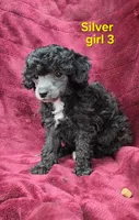 AKC Silver girl 3, a female Poodle - Toy  for sale in Houstonia, MO – 5 of 10