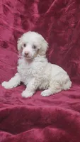 AKC Cream boy, a male Poodle - Miniature  for sale in Houstonia, MO – 2 of 8