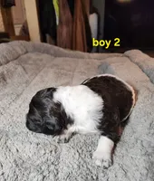 AKC & UKC boy 2, a male French Brittany for sale in Houstonia, MO – 5 of 8