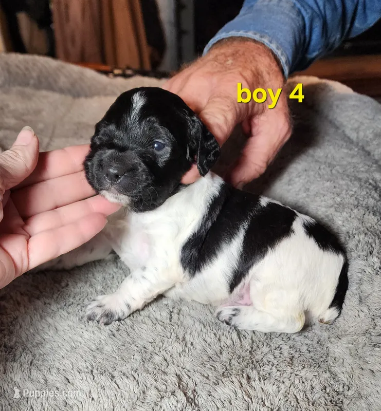AKC & UKC boy 4, a male French Brittany for sale in Houstonia, MO – 1 of 9
