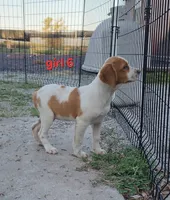 AKC/UKC Annie's girl 6, a female French Brittany for sale in Houstonia, MO – 3 of 9