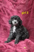 AKC Silver girl 3, a female Poodle - Toy  for sale in Houstonia, MO – 9 of 10