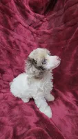 AKC merle parti, blue eyes, a male Poodle - Toy  for sale in Houstonia, MO – 10 of 10
