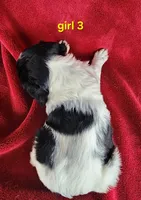AKC French Brittany girl 3, a female French Brittany for sale in Houstonia, MO – 5 of 8