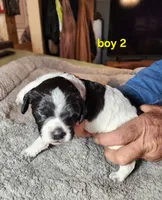AKC & UKC boy 2, a male French Brittany for sale in Houstonia, MO – 3 of 8