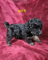 AKC phantom girl 5, a female Poodle - Toy  for sale in Houstonia, MO – 2 of 9