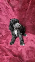 AKC Silver girl 2, a female Poodle - Toy  for sale in Houstonia, MO – 6 of 8