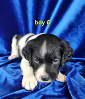 AKC French Brittany boy 6, a male French Brittany for sale in Houstonia, MO – 3 of 8