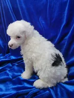 AKC Parti Boy, a male Poodle - Miniature  for sale in Houstonia, MO – 4 of 10