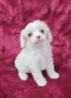 AKC Tiny Apricot Parti Girl, a female Poodle - Toy  for sale in Houstonia, MO – 9 of 10