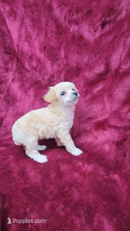 AKC Tiny Apricot Girl – Poodle - Toy  puppy for sale in Houstonia, MO