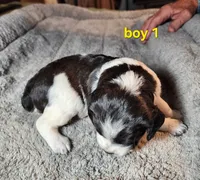 AKC/UKC boy 1, a male French Brittany for sale in Houstonia, MO – 7 of 7