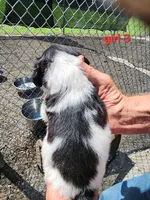 AKC/UKC Annie's girl 3, a female French Brittany for sale in Houstonia, MO – 2 of 4