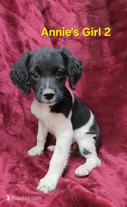 AKC/UKC Annie's girl 2 – French Brittany puppy for sale in Houstonia, MO