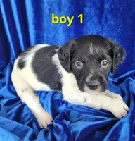 AKC French Brittany boy 1, a male French Brittany for sale in Houstonia, MO – 4 of 7